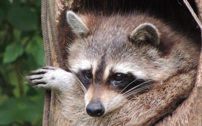 The Hidden Truth Behind Raccoon Removal in Dublin OH